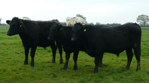 Some of our beef cattle