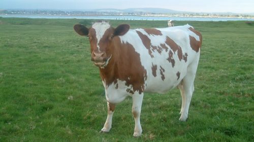 An Ayrshire cow
